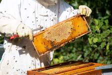 Sandrine GALLÉ - COM UNE CREVETTE - SG PHOTOGRAPHIE